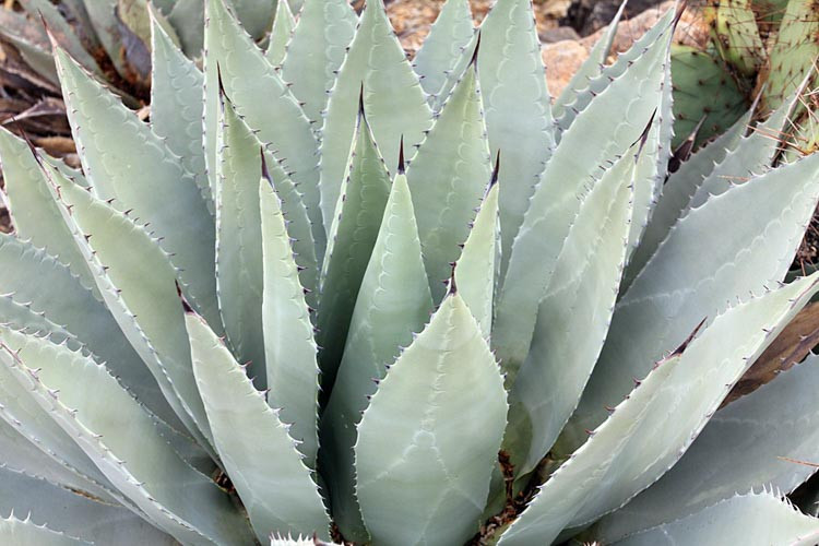 Agave parryi var. huachucensis (Artichoke Agave)